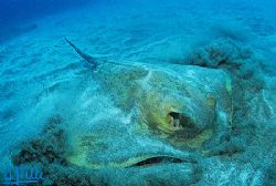 A stingray searching something to eat. Gran Canaria, Cana... by Arthur Telle Thiemann 